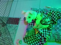 Minik terrier kızımıza yuva arıyoruz