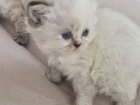 Sevgi Dolu Yuvalarını Arayan 3 British Longhair Yavru
