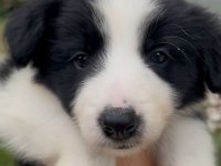 Çok Özel Son 2 Yavru Köpeğimiz