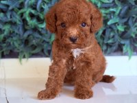 Sakarya toy poodle