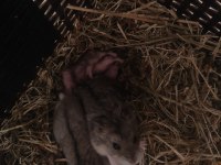 Hamster sahiplendirme suriye ve gonzales var