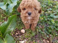 Poodle Akıl Küpleri Yeni Yuvalarını Arıyor
