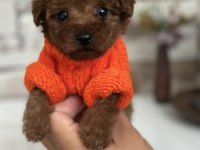 Minik tea cup kore poodle bebekler için ulaşabilirsiniz