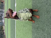 BALTHAZARIN TORUNU ŞECERELİ DOBERMAN