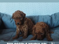 Toy Poodle Yavrularımız Yeni Ailelerini Bekliyor