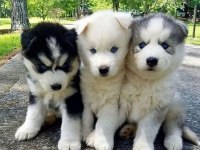 Sibirya Kurdu Husky Yavrular Erkek ve Dişi Mevcut