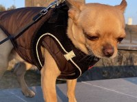 Dişi chihuahua köpeğime eş arıyorum