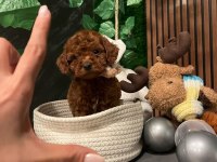 ANKARA NIN EN GÜZEL TOY POODLE YAVRULARI