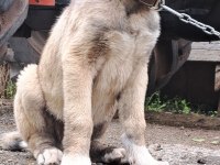 Üstün ırk kangal köpeği
