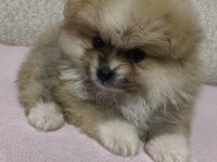 Pomeranian Erkek Ve Dişi Yavrularımız