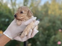Rezerveye açık 1 aylık toy poodle yavrularımız