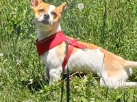 10 aylık jack russell yavrumuz
