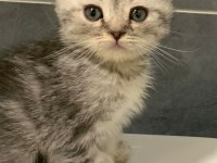 Anne Altından Silver Scottish Fold Yavrumuz