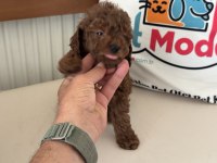 Petmode köpek çiftliğinde ziyarete açık toy poodle