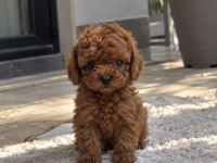 Aradığınız Poodle Yavrusu Burada