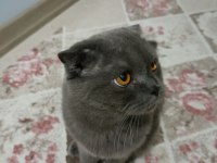 1 yaşında scottish fold