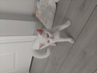 Dünyalar güzeli british shorthair mavişim