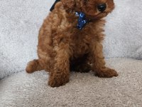 Bebek yüzlü toy poodle yavru