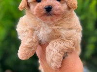 Kıvır kıvır maltipoo köpeği yavrularım