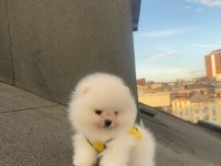 Pomeranian boo yavrular