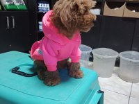 Erkek maltipoo