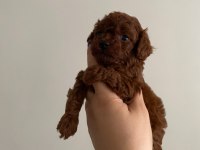 Kore toy poodle