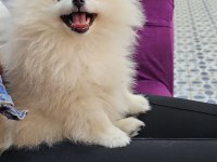 Gözyaşı lekesiz pamuk gibi aşılı bi pomeranian