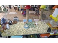 Ruhsatlı İşletmeden Ginepig Bebekler