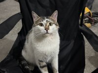 MIRMIR KEDİMİZ YUVA ARIYOR KAYSERİ VE ÇEVRE İLLER