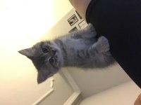 British shorthair 2 aylık erkek