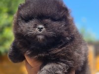 Mükemmel Kalite Siyah Pomeranian Yavru