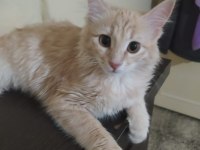 Çok güzel bir Kedi Cana Yakın Ve sevimli