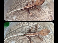 CRESTED GECKO YAVRULAR