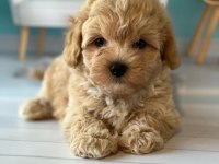 F2 MALTİPOO YAVRULARI
