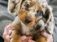 LONG HAİR MAVİ GÖZLÜ NADİR BULUNAN AŞILI DACHSHUND