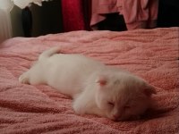Scottish fold erkek kedimiz