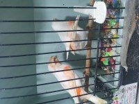 SÜPER ÖTÜŞTE AL MOZAİK KANARYALAR