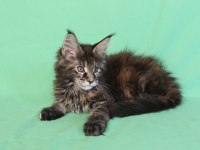 Maine coon black tabby dişi