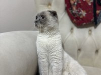 Scottish fold