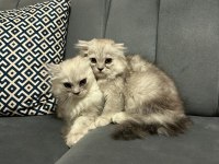 Scottish fold ve british kardeşler