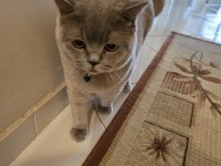 BRİTİSH SHORTHAİR (AŞILARI TAM)