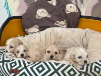 Maltipoo bebeklerimiz