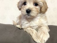 Bugün ve yarına özel maltipoo