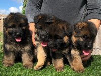 ALMAN ÇOBAN KÖPEĞİ YAVRULARI