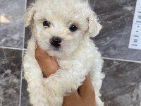 Orjinal minyatür bichon frise yavrular 