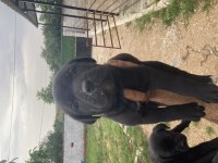 Siyah panter cane corso bebişler