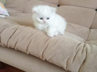 Scottish fold kedimizi sahiplendirme