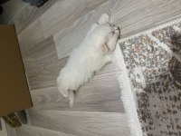 Scottish fold colorpoint