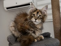 MCO dişi kahverengi Tortie Maine Coon