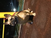 SAFKAN YETİŞKİN DİŞİ FRENCH BULLDOG